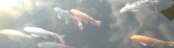 Unterricht so einfach, wie Fische im Wasser schwimmen.